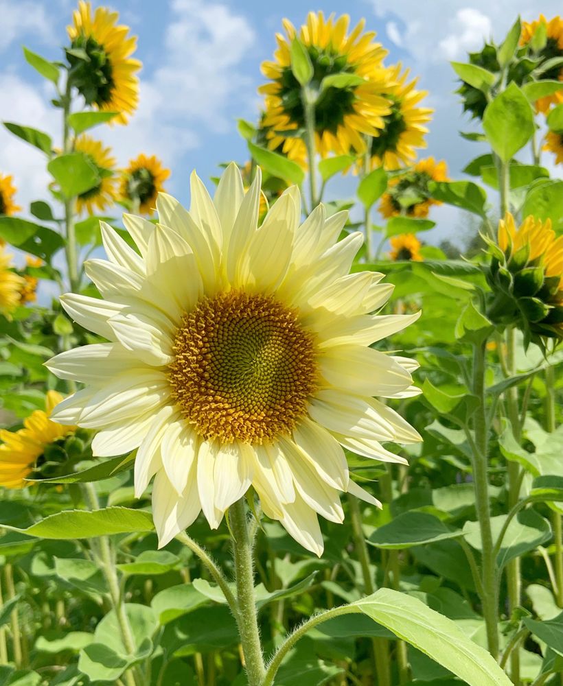 Flower Farm Sunflowers Ontario Markham, Uxbridge, Stouffville, Toronto Fresh Dried Flowers Local Buy