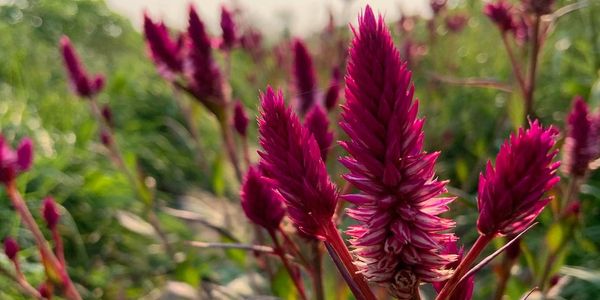 Dried Strawflower Canadian Dried Flowers Crafting Craft Flowers Buy Local Dried Flowers Natural 