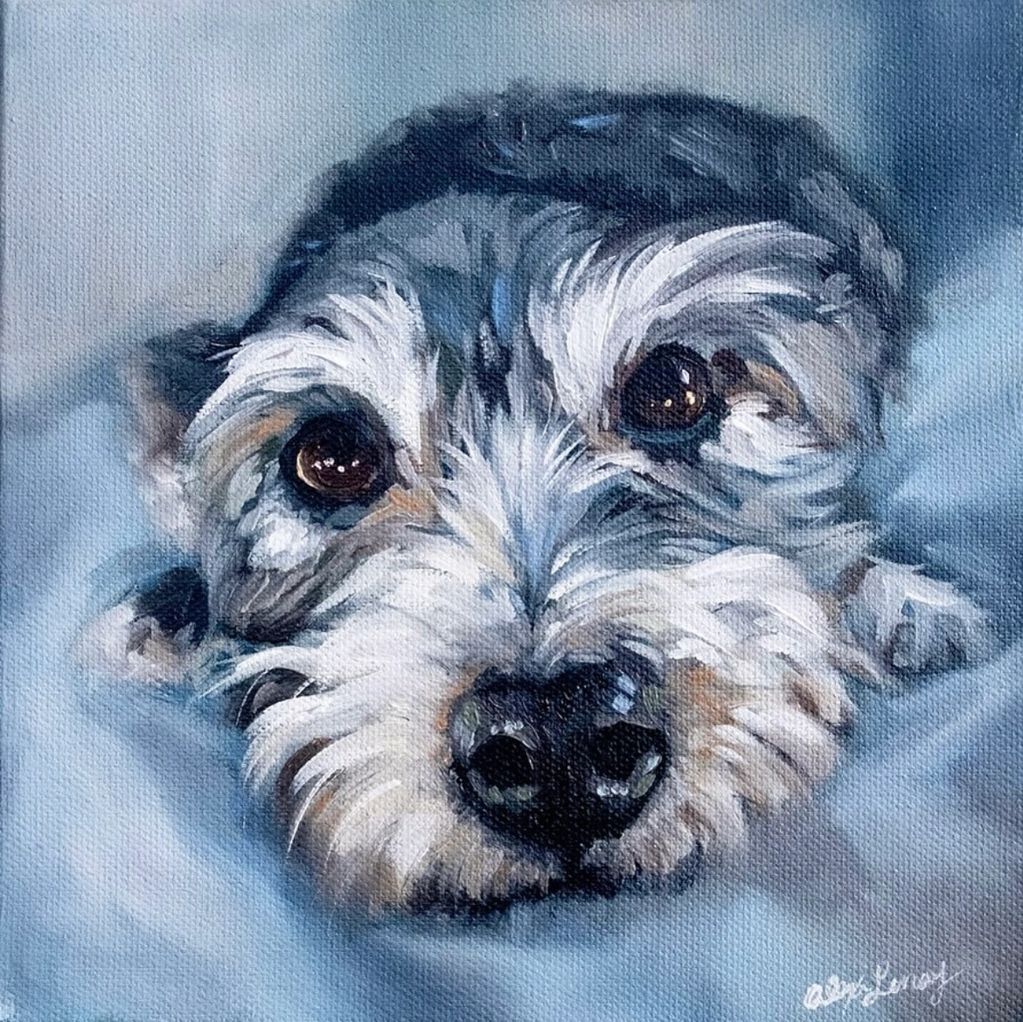 Grey and white dog on grey background