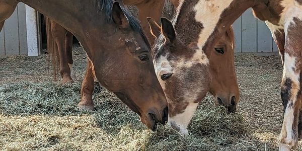 our fine customers - horses eating hay