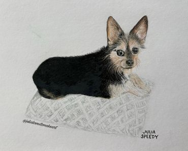 Drawing of a small dog lying on a patterned cushion.