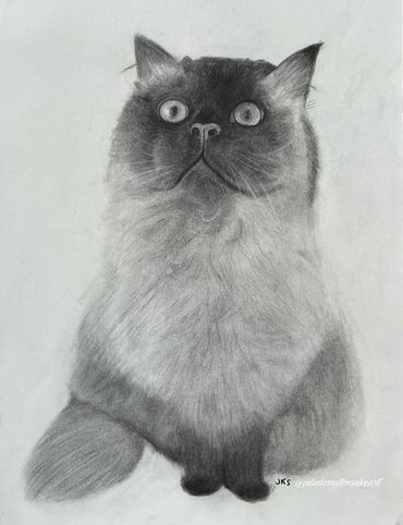 Portrait of George, a Himalayan cat