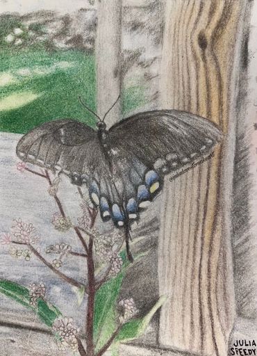 Butterfly