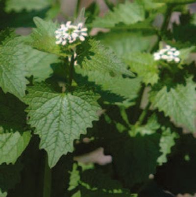 Green plant with white flowers and serrated leaves.