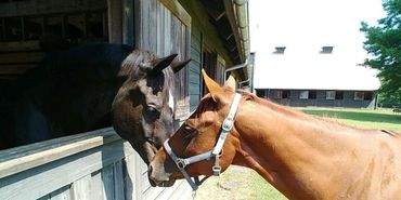 Two horses touching noses at a stable window on a sunny day.