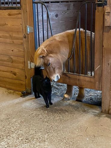 A pony and a black cat gently touch noses in a stable setting.