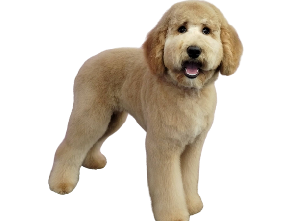 Happy golden doodle after full groom