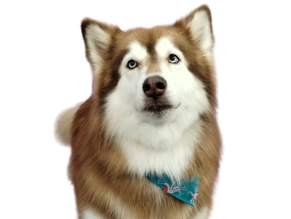 husky malamute after a deshedding treatment