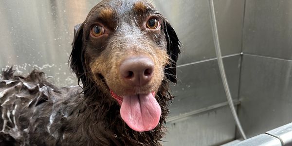 happy puppy getting a deshedding treatment