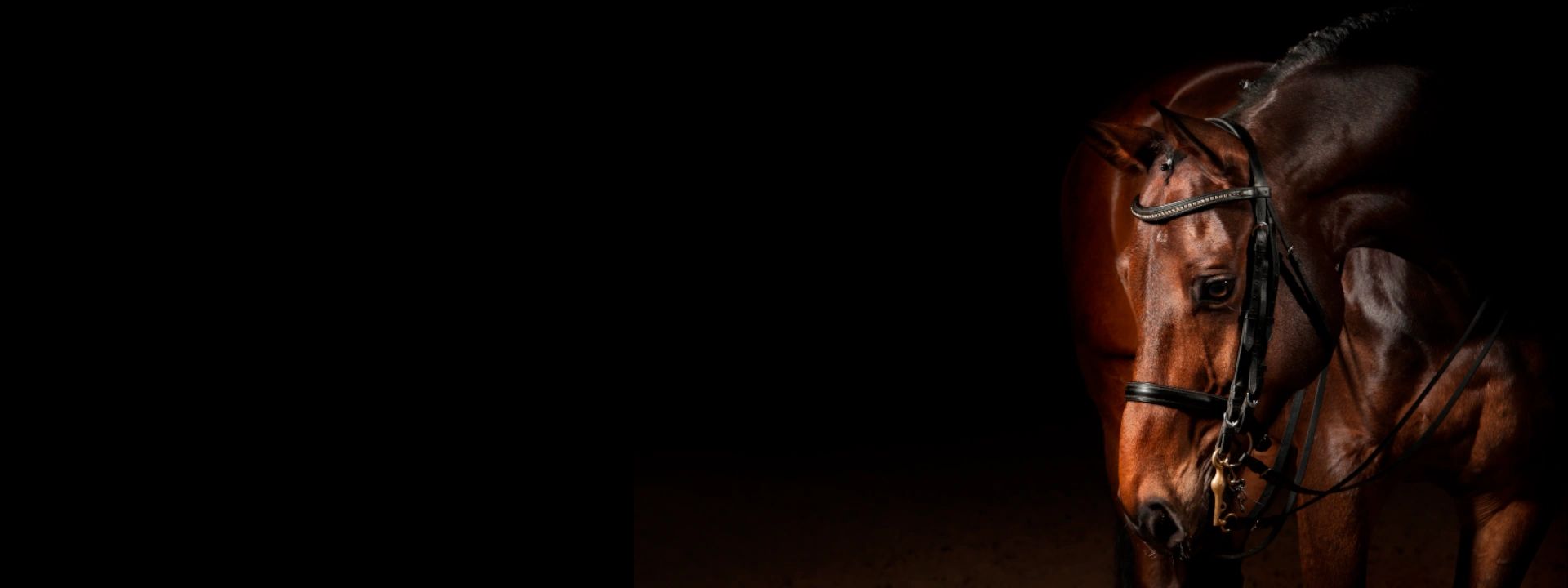 Absolute Equine Horseware, Quality Equine Products