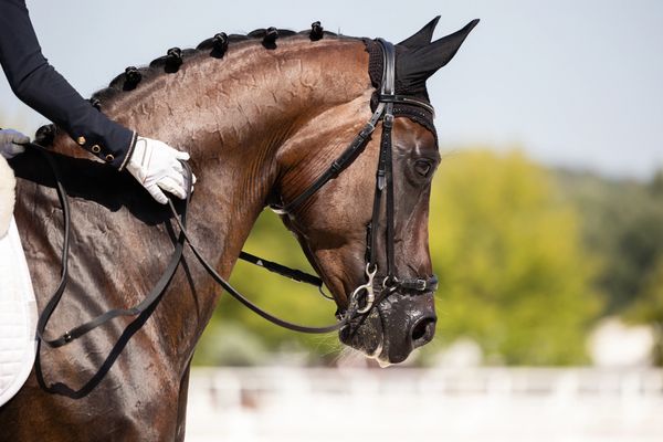 show horse mane plaited bridle on and rider in saddle