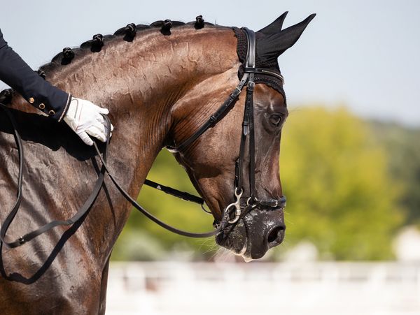 beautiful bay horse plaited for show bridle on