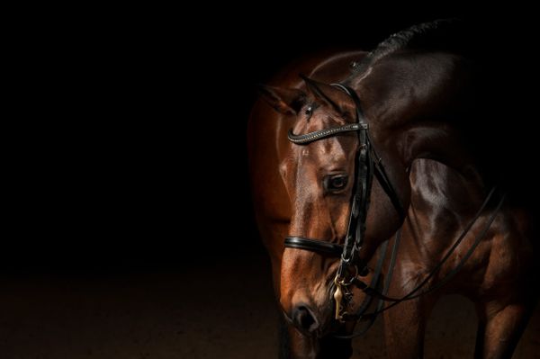 beautiful bay dressage horse with bridle on 