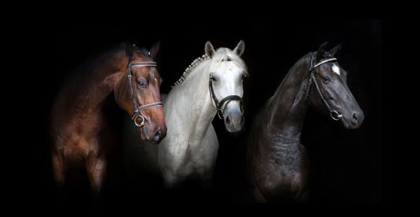 three dressage horses bay, white, black