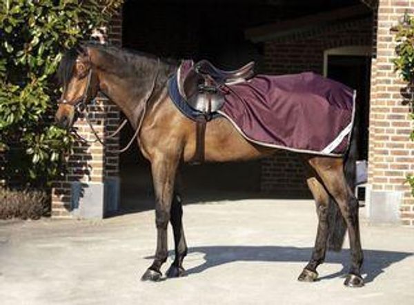 bay horse with bridle and saddle on and quarter rug on