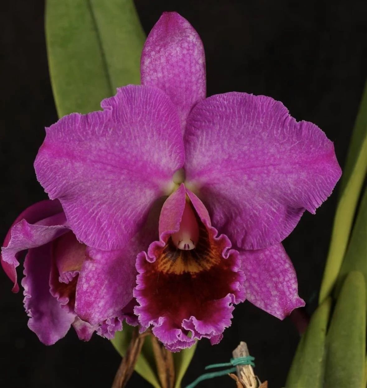 C. percivaliana (marmorata) ‘Canaima’s Azabache’ JC/AOS