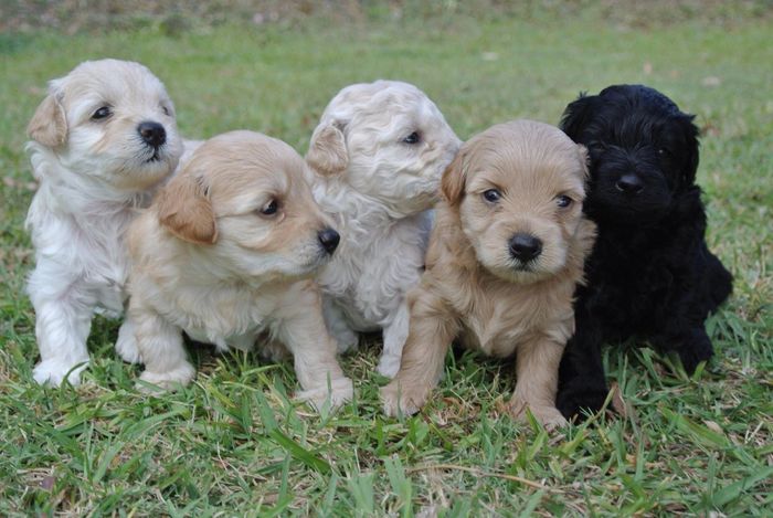 Litter of Moodle Puppies sitting on green grass