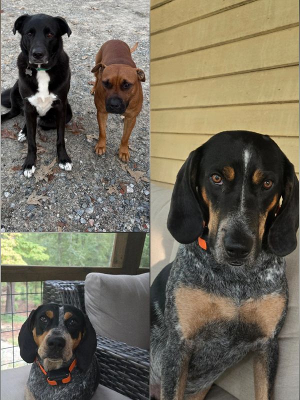 We are the farm dogs! Cooper, Lil'Bit, Penny & Cricket and we pawsitively can't wait to welcome you!