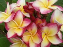 Wild Bills Botanicals Tropical Plants Plumeria Catalog 