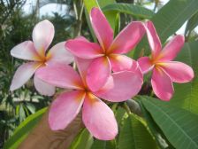 Wild Bills Botanicals Tropical Plants Plumeria Catalog Hawaii