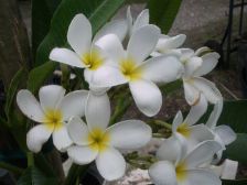 Wild Bills Botanicals Tropical Plants Plumeria Catalog Daisy White