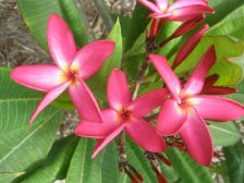 Wild Bills Botanicals Tropical Plants Plumeria Catalog Calcutta Star