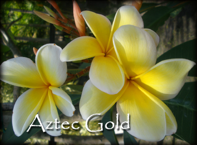 Aztec Gold Plumeria Cutting