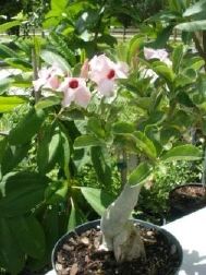 Aenium obesum desert rose