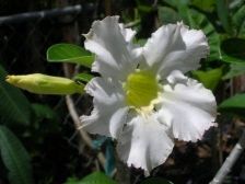 wildbillsbotanical.com/Rare and Unique Adenium Desert Rose