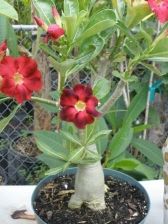 Adenium Obesum Desert Rose