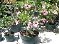 Aenium obesum desert rose