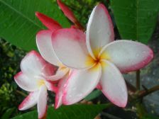 Wild Bills Botanicals Tropical Plants Plumeria Catalog Cherry Vanilla