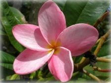 Wild Bills Botanicals Tropical Plants Plumeria Catalog Blushing Pink