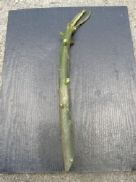 Plumeria Frangipani tip Cuttings Singles