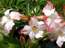 Rare and Unique Adenium Desert Rose