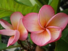 Wild BillsBotanicals Tropical Plants Plumeria Catalog Pink Diamond