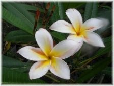 Wild Bills Botanicals Tropical Plants Plumeria Catalog Madame Poni