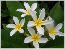 Wild Bills Botanicals Tropical Plants Plumeria Catalog