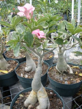 Wild Bills Adenium Obesum Desert Rose