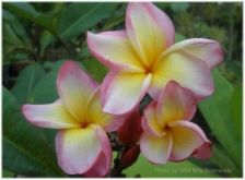 Wild Bills Botanicals Tropical Plants Plumeria Catalog P6 Alexis Grace