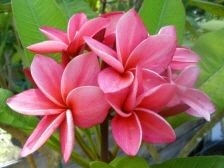 Wildbillsbotanical.com/Rare and Exotic Patricia Plumeria