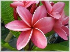 Wild Bills Botanicals Tropical Plants Plumeria Catalog Patricia