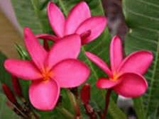 Wild Bills Botanicals Tropical Plants Plumeria Catalog Polynesian Red