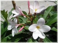 Wild Bills Botanicals Tropical Plants Plumeria Catalog Puda Pani