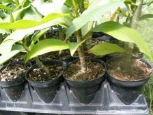 Plumeria Frangipani seedlings