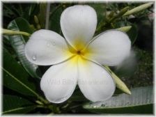 Wild Bills Botanicals Tropical Plants Plumeria Catalog White Singapore