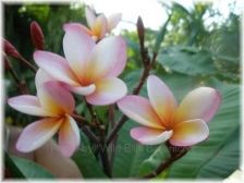 Wild Bills Botanicals Tropical Plants Plumeria Catalog Sophia