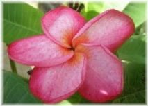 Wild Bills Botanicals Tropical Plants Plumeria Catalog Suzanne St Amour