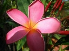 Wild Bills Botanicals Tropical Plants Plumeria Catalog Taylor