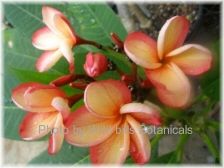 Wild Bills Botanicals Tropical Plants Plumeria Catalog Thongtaveechok